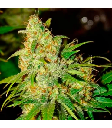 Auto Bubblelicious - Nirvana - Kayamurcia.es