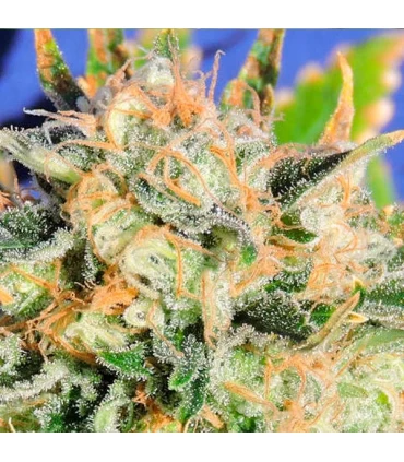 Auto Critical Diesel - Original Sensible.