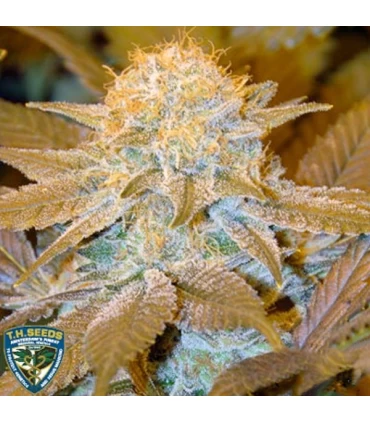 Auto Critical Hog - T.H. Seeds.
