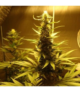 AK 48 - 10 u. reg. Nirvana