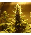 AK 48 - 10 u. reg. Nirvana