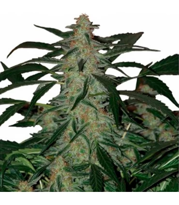 Auto Deimos 1 u. Blister x 10 reg. Buddha Seeds