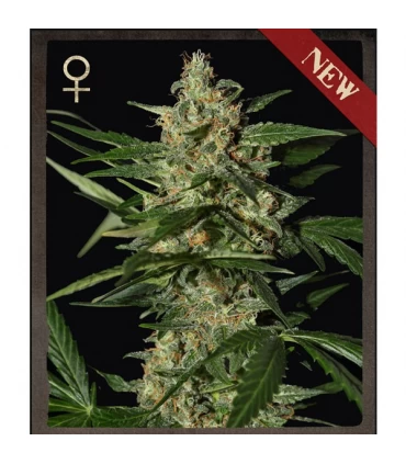 Auto Damnesia - Strain Hunters.