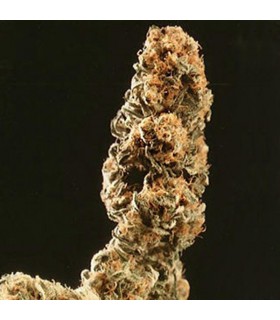 Afghani Special  5 u. fem. KC Brains