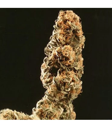 Afghani Special  5 u. fem. KC Brains