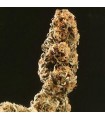 Afghani Special  5 u. fem. KC Brains