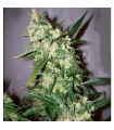 ASH (Afghan Haze x Afghan Skunk) 15 u. reg. Mr. Nice Ed. Limitada