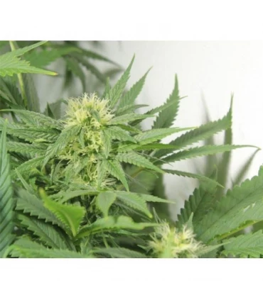 Afghan Skunk 15 u. Mr. Nice