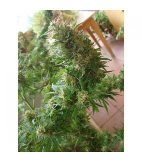 Angel Heart (Mango Haze x Afghan Skunk) 15 u. reg. Mr. Nice Ed. Limitada