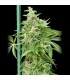 Auto Haze Gom-Grassomatic