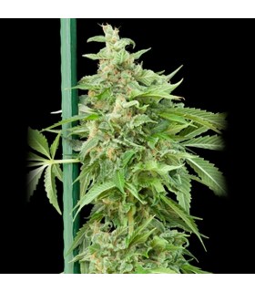 Auto Haze Gom-Grassomatic