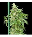 Auto Haze Gom-Grassomatic