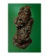Amnesia Haze - Soma Seeds