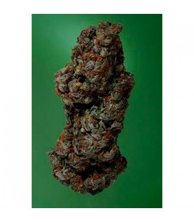 Amnesia Haze - Soma Seeds