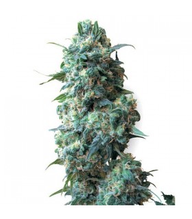 Afghan Kush 10 u. reg. White Label