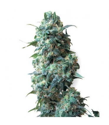 Afghan Kush 10 u. reg. White Label