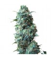 Afghan Kush 10 u. reg. White Label