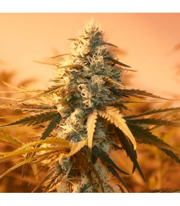 AK 48 - Nirvana - Kayamurcia.es