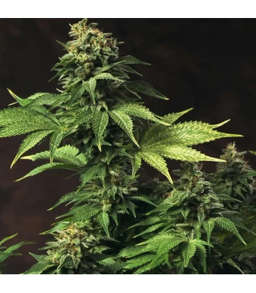 Akorn - T.H. Seeds.