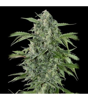 Auto Maxi Haze 10 u. fem. Grassomatic