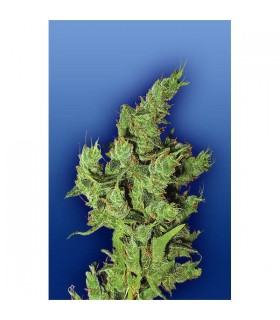 Amsterdam Mist - Flying Dutchmen