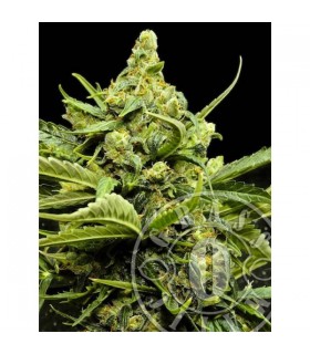 Auto Maxi Gom  5 u. fem. Grassomatic
