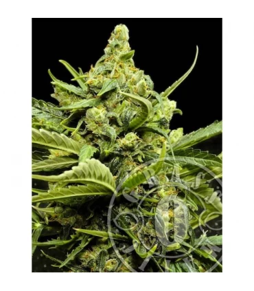 Auto Maxi Gom  5 u. fem. Grassomatic