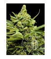 Auto Maxi Gom  5 u. fem. Grassomatic