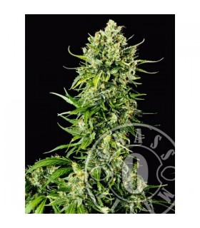 Auto Mass 10 u. fem. Grassomatic