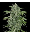 Auto Maxi Haze  3 u. fem. Grassomatic