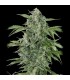 Auto Maxi Haze  5 u. fem. Grassomatic