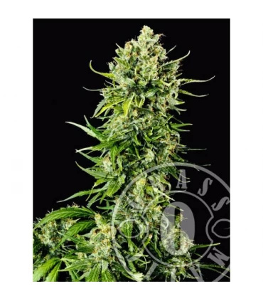 Auto Mass  5 u. fem. Grassomatic