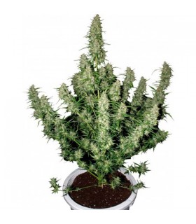 Auto Magnum  1 u. Blister x 10 reg. Buddha Seeds