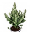 Auto Magnum  1 u. Blister x 10 reg. Buddha Seeds