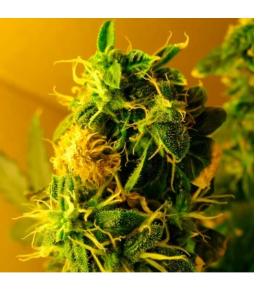 Auto Northern Light - Nirvana - Kayamurcia.es