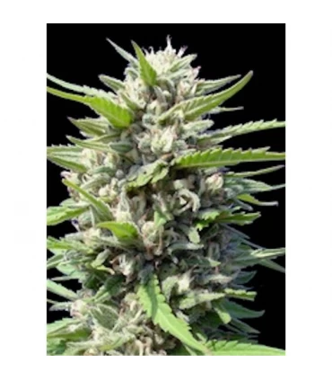 Auto Northern Light - Genehtik - Kayamurcia.es