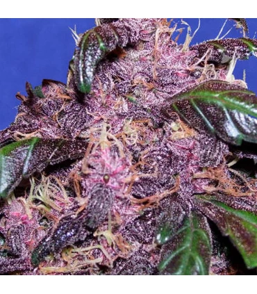 Auto Purple - Original Sensible.