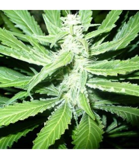 Pure Power Plant 10 u. reg. Nirvana