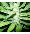 Pure Power Plant 10 u. reg. Nirvana