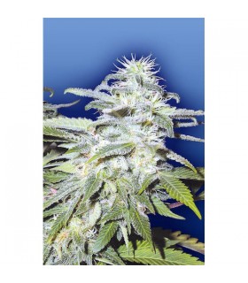 Afghanica 10 u. reg. Flying Dutchmen