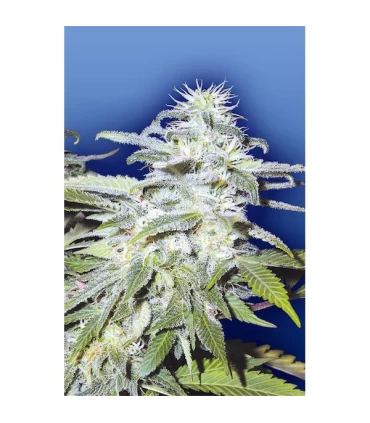 Afghanica 10 u. reg. Flying Dutchmen