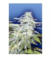 Afghanica 10 u. reg. Flying Dutchmen