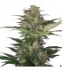 Auto Red Dwarf  1 u. Blister x 10 reg. Buddha Seeds