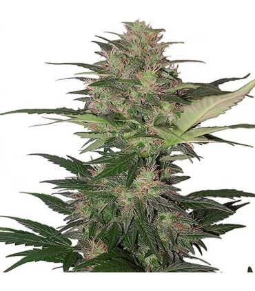 Auto Red Dwarf  1 u. Blister x 10 reg. Buddha Seeds