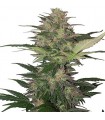 Auto Red Dwarf  1 u. Blister x 10 reg. Buddha Seeds