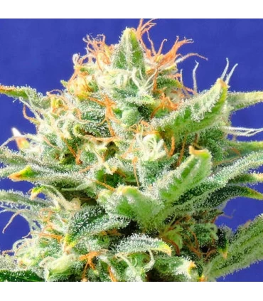 Auto Skunk - Original Sensible.