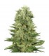 Auto Skunkn 1 10 u. fem. White Label