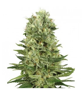 Auto Skunk n1   5 u. fem. White Label