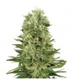 Auto Skunk n1   5 u. fem. White Label
