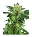 Auto Snow Ryder 10 u. fem. White Label